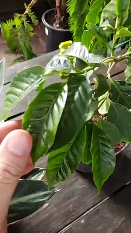growing coffee as a houseplant #LearnOnTikTok #tiktokpartner #coffee