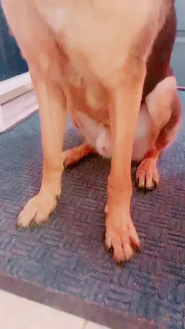#cutedoggo 🥰