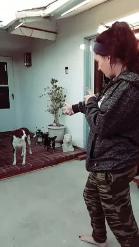 ive wanted to use this sound for so long 😂😂😂 #BigOlBobCat #BigOlGermanShorthairedPointer