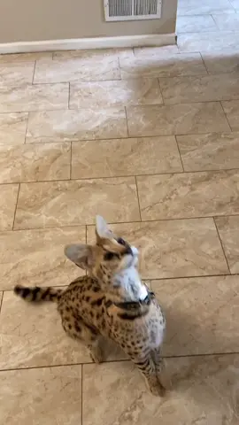 Feed me! #talkingcat #fyp #foryoupage #petdrip #pov #pet #catsoftiktok #petvlog