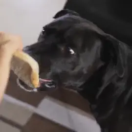 Dogs Reacts To Magic!🐶 #dog #animals #funny #youtube #magic #magictricks #asian #viral #funnyvideos #magician #newzealand #food #wellington #auckland