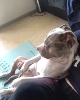 How would u Caption this?? 😂😂 #dog #pitbull #pitbulllove #pitbullsoftiktok #pitbulls #pitbullchallenge #dogsoftiktok #doglover #dogchallenge