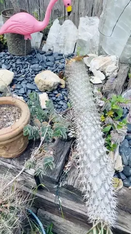 Sad days 😢😭😢😭 #Madagascar #plants #cactus #fyp