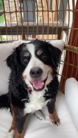 She’s adorable even at almost 10! #fyp #bernesemountaindog #berner #dogsoftiktok #athomefun #dogchallenge #texascheck