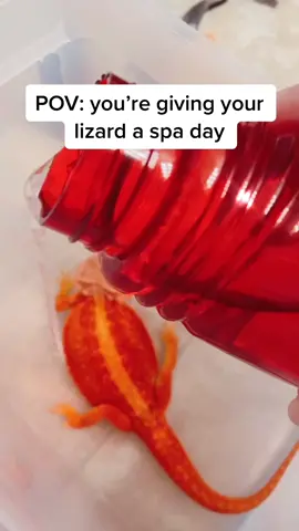#pov you’re bathing a lizard #fyp #foryoupage #reptile #beardeddragon #dinoday