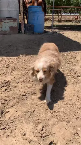CAN I PET THAT DOG?!! #dogsoftiktok #doglover