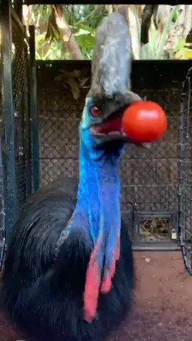 Welcome to Jurassic Park🦖(Watch the 🍅) #perthzoo #cassowary #dinoday #animalsdoingthings #nature #wildlife #australiatiktok