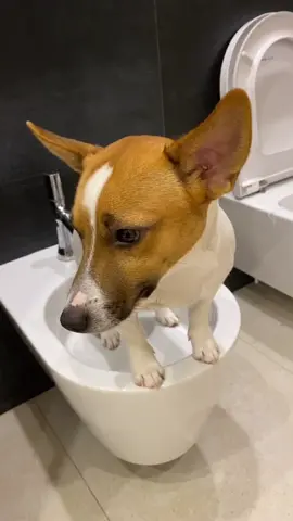 Собака вообще обнаглела, видет себя как человек! #mydog #пёс #собака #туалет #прикол #хаха #капец #haha