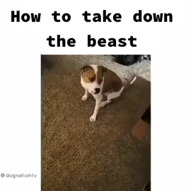 #master #dogo #takedown