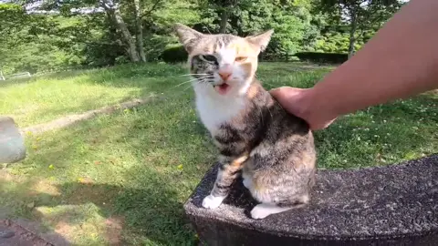 顔を見ると喜びの声を上げる三毛猫がカワイイ #感動猫動画 #野良猫 #地域猫 #自由猫 #外猫 #Cat #猫  #ぬこ #GoPro #बिल्ली