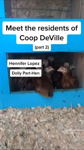 Introducing Coop DeVille Part 2! #meetmypet #natureathome #happyathome