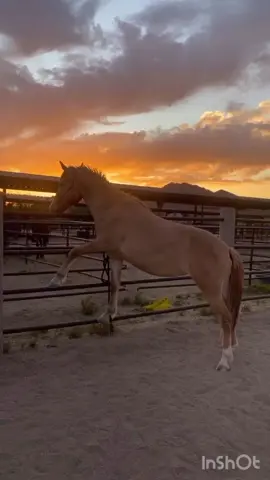 Mila being weird again 🤪 I still don’t know how she does this.. wait until the end! #indoorlooks #inyourface #mustang #sunset #arizona #az