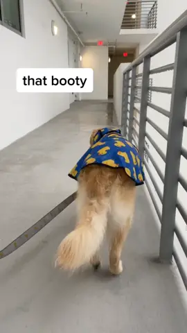 lorge bum coming through 🐥 #meetmypet #indoorlooks #dog #dogsoftiktok #fyp #foryoupage #animals