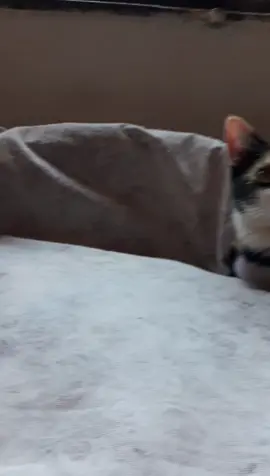 #foryou  #mascotastiktok #gatosdetiktok #cuarentena