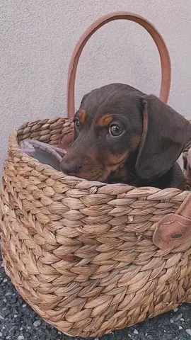 Did you fall in love with him too? 😍 #dog #puppy #dachshund #fyp #foryourpage