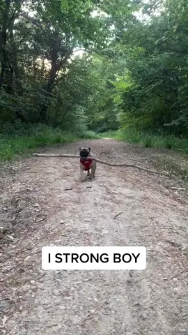 I strong boy 💪🏼🌳