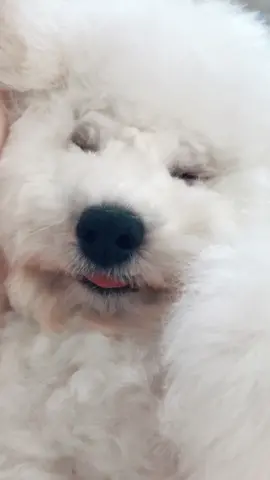 so so so sleepy little boy😍💤 #supercute #cute #sleepyday #puppy #dogvideo #foryou #fyp #foryoupage