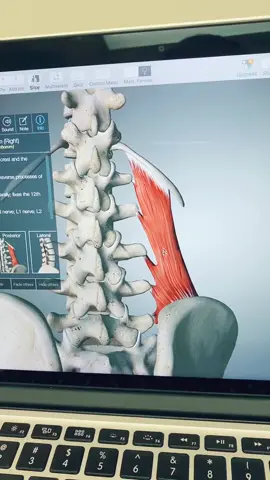 Quadratus Lumborum #LearnOnTikTok #alwayslearning #physicaltherapy #backpain