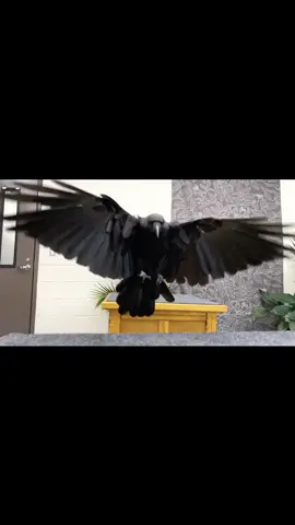 Oliver 🥰 #crow #corvid #oliver #birdsoftiktok #animalsdoingthings #animalsoftiktok #zookeeper #zoo #flying #fyp #black