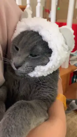 its too big for him :( #fyp #foryou #asian #cats #VoiceEffects