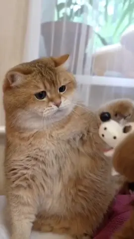 Ты уверена, что это собака? А чья это собака? 🐶🙀 #catsoftiktok #PetsOfTikTok #cat #кот