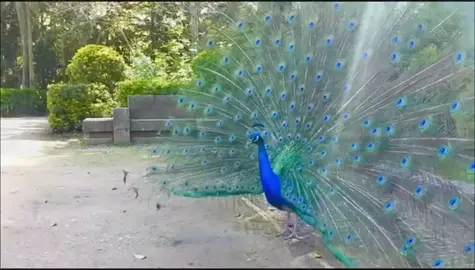 Lines #peacocks #urdu #shayari #ilu #illu #pakistan #tiktokindia #bdmuser #bdtiktok #teambd #fyp #foryoupage #foryour #nanuofficial1 #words