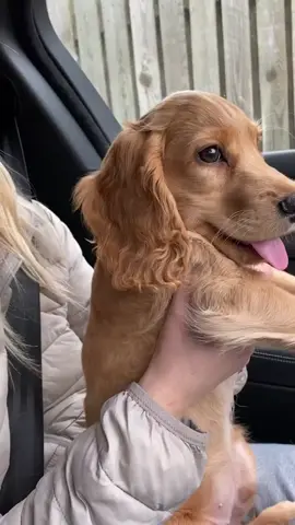 Don’t let the puppy dog eyes fool you, he’s a SAVAGE, classy, boujie, ratchet x #megtheestalliondancechallenge #cutepuppychallenge #cutepuppy #dancing