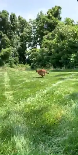 sunday funday! #wholeninek9 #belgianmalinois