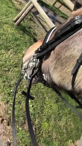 Behind the Scenes Part 2 😍 ich liebe es sie auf Kandare zu reiten🤩 @uniqhorse ❤️ #fy #fyp #kaltblut #uniqhorse #kandare #goodvibes ❤️