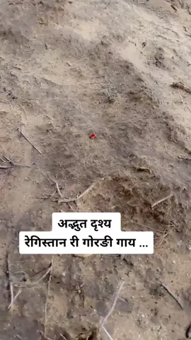 #राजस्थानी _#मारवाड़ी #गोरङी_गाय #SwagStepChallenge #stayhome #tiktok_india