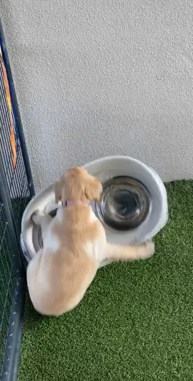 She’s okay! Just loves water 😂 #dog #dogs #lab #labpuppy #puppy #fyp #foryou #foryoupage