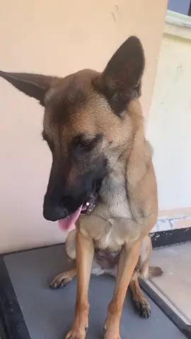 Who else loves peanut butter? 😋 #foryoupage #foryou #fyp #dogsoftiktok #the_malinois_bella_ #pawsitivesquad
