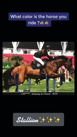 I can’t wait to see him again 😖 #horses #stallion #equestrian #fyp