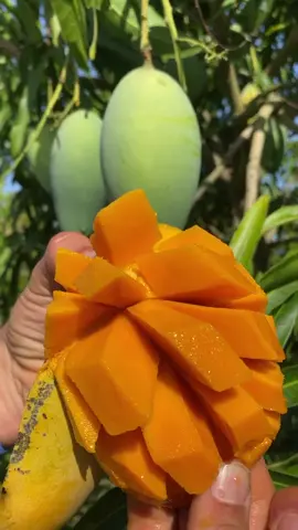 Malika Mango 🤤🥭🧡 #mango #malikamango #miamifruit #tropicalfruit #floridamango #vegan #exoticfruit #rarefruit #plants #fruit #uniquefruit #oddfruit