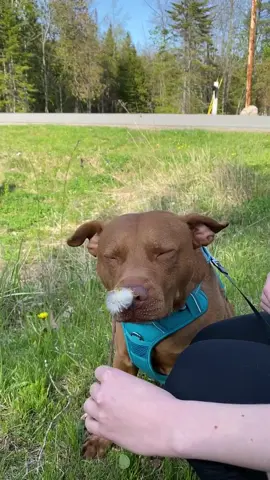 It’s hard to pay attention #tatumtalks #dogsoftiktok #makeawish