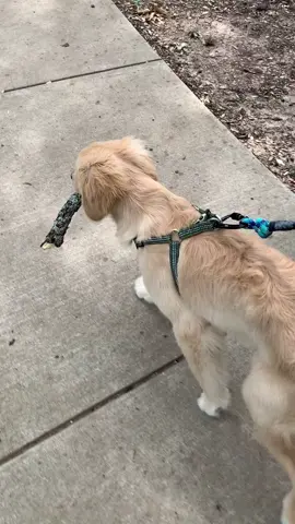 Nothing like a good stick! #foryou #dogsoftiktok #stick #dogwalk #cutedog #goldenretriever