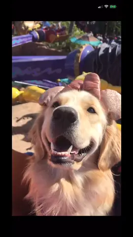 Disney made Nala royalty and royalty will be returning to the parks SOON ✨ #fyp #foryoupage #disney #goldenretriever #servicedog #disneyworld