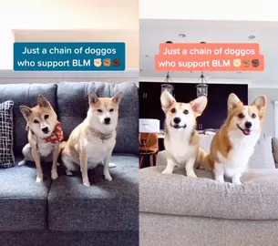 We stand with you ✊🏻✊🏽✊🏿 #duet with @tofu_corgi #blacklivesmatter #blm #blmmovement #shibainu #shiba