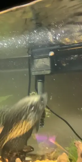 Feeding time #fyp #sick #viral #crappie #fish #fishing @jack.keating_