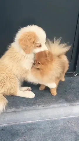 Do you agree with my buddy? 😇🙈 #fyp #foryoupage #foryou #puppy #newpuppy #dog #viral #trending #xyzbca #quarantine #dogsoftiktok #Love #funny #trend