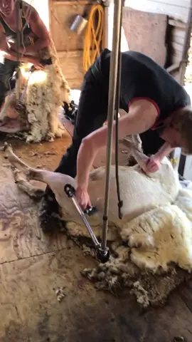 More from the shearing trailer 😁