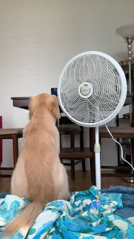 #hot #fypchallenge #foryourpagechallenge #fyp #forypurpage #foryou #foryoupage #tiktokdogchallenge #tiktokpuppies