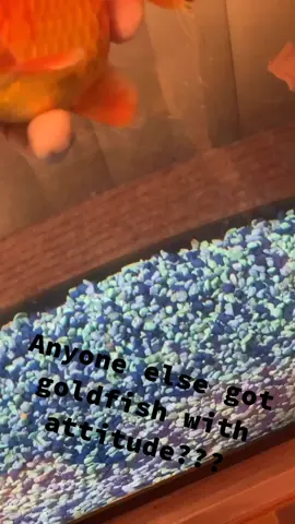These goldfish better show some respect or I’m gonna say no more shrimp pellets #rude #goldfish #fyp #trend