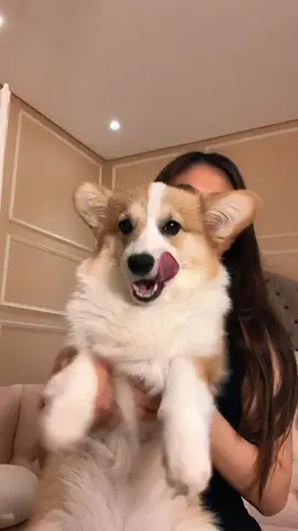 She wasn’t in the mood #fyp #foryou #corgi