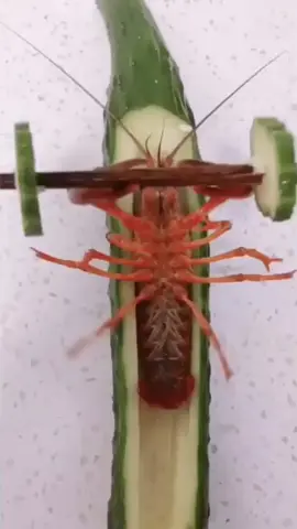 Shrimps never skip chest day 😤 #fyp #fouryoupage