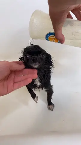 Clean Puddin 🥺❤️ #foryou #foryourpage #feature #featureme #pets #dogs #tiktok #upcycling