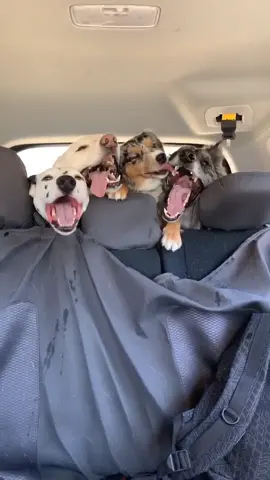 walkies with friends 😊