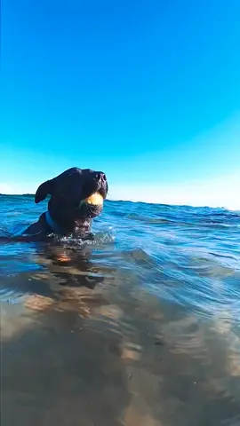 Thought I try this challenge with my dog 😂 did she do it right? 😍🔥💦... #australia #funny #gopro #underwater #tiktokaustralia #beautiful #beach