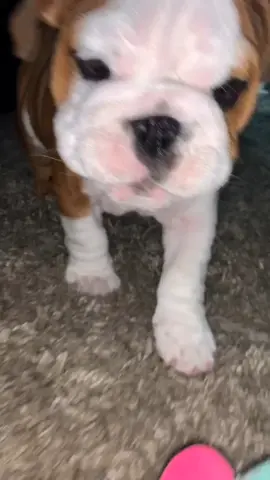 Who the heck is that? 🐶 #englishbulldog #englishbulldogpuppies #cutepuppies #wrinklybulldog #triggeringdogsounds #foryoupage