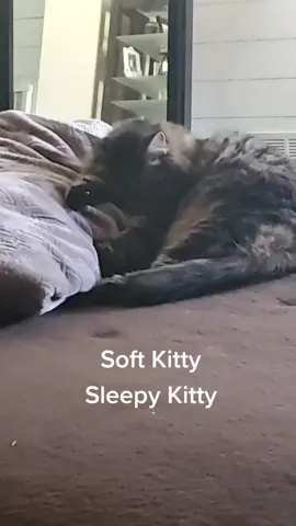 Sissy Kitty is so sweet....when she is asleep #kittykat #nap
